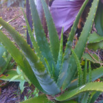 Aloe Vera: This version (Barbadensis) is one of the most beneficial. Us the gel as an all over tonic for the body and healer of the gut.