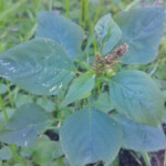 Wild Amaranth: a very common, nutritious weed. Not only the leaves but also the seeds are a great source of nutrition