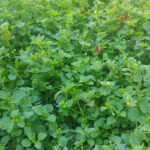 Chickweed: a delicious, light and refreshing plant that has anti-inflammatory properties and grows well in winter, in shady areas.