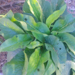 Comfrey: Contains potassium, sulphur, calcium, iron, phosphorus, Vitamin A, Vitamin C, Vitamin B-complex, selenium, iron, germanium and mucilaginous fibre. It is also an excellent source of protein Comfrey - herb for smoothies