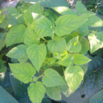 Fruit Salad Sage: a delicious herb that lends a refreshing fruitiness to anything it is added to.