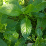 Sambung: a herb with medicinal properties for the gut, colds and flus and headaches.
