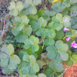 Wood Sorrel: this is a common weed that has a lemon flavour. It does have a high level of oxalic acid so use in smaller quantities.
